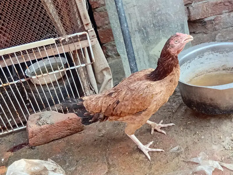 Aseel Murgi for sale — photo 2