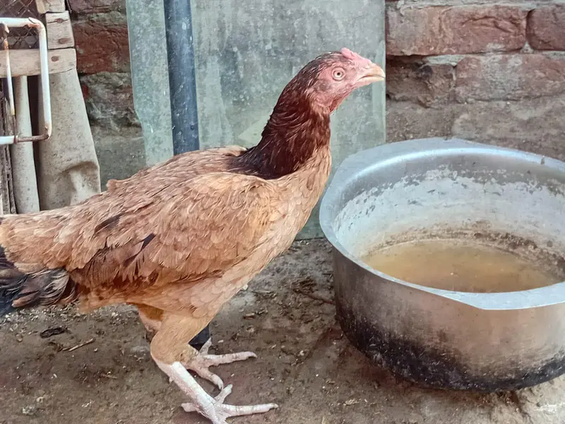 Aseel Murgi for sale — photo 3