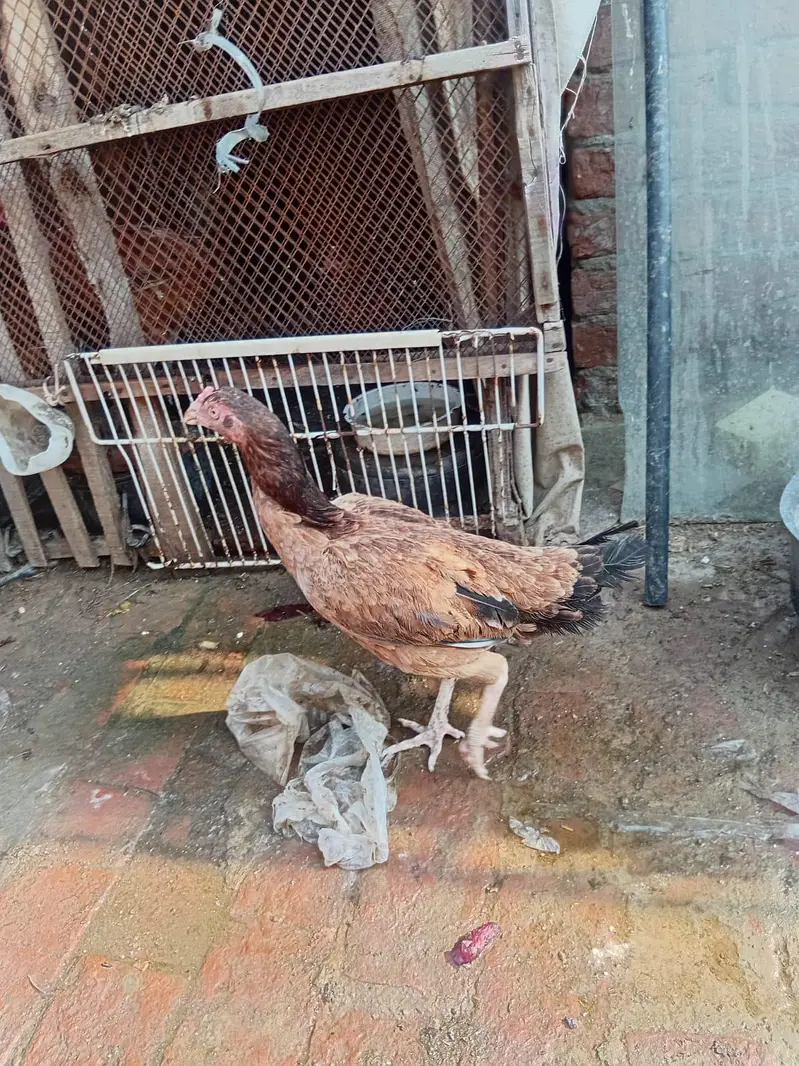 Aseel Murgi for sale — photo 5