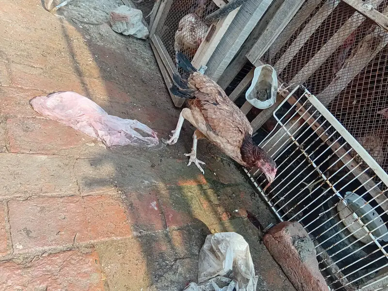 Aseel Murgi for sale — photo 11