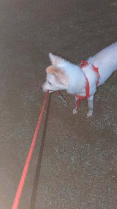 Russian Female 7 month dog for sale