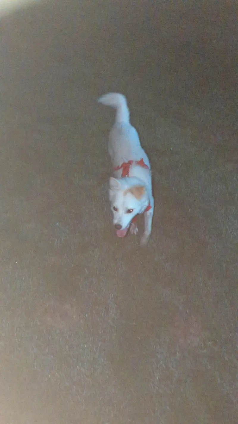 Russian Female 7 month dog for sale — photo 2