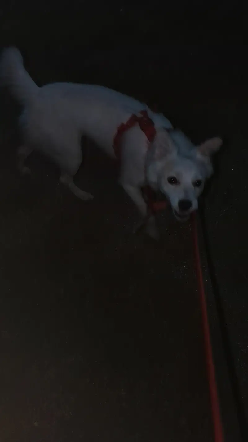 Russian Female 7 month dog for sale — photo 3