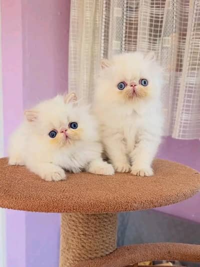 Cats | Persian | kittens |  Blue Eyes | O348O163O63 щatsap^⁠_⁠^^⁠_⁠^