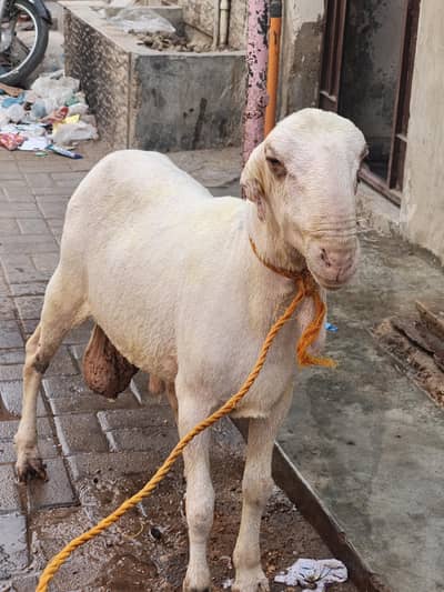 khara nasel dumpa Ghar ka pala Hua ready bilkul