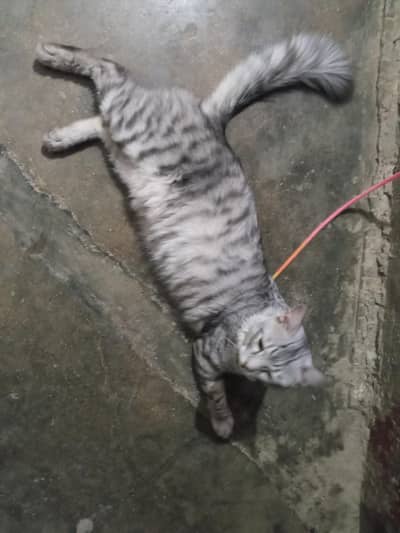 cat for sell