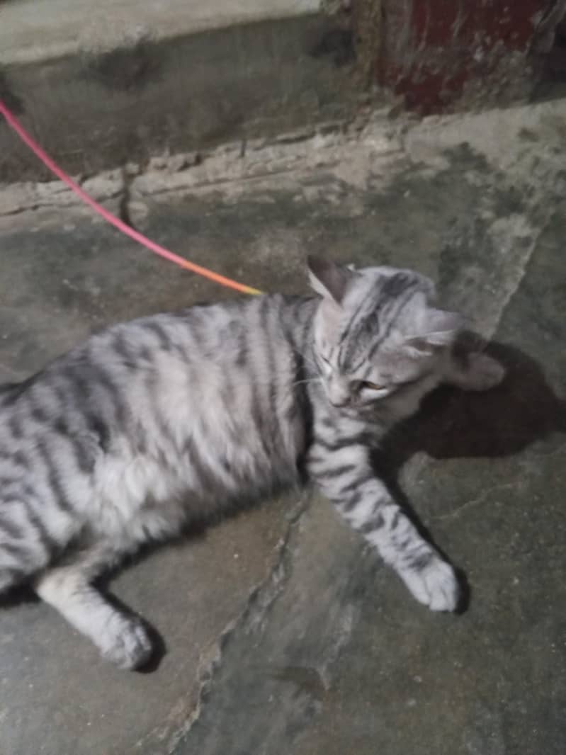 cat for sell 1