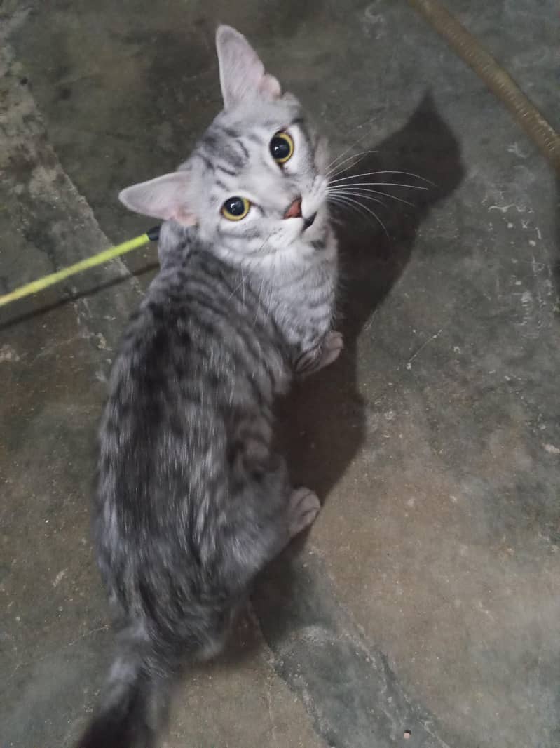 cat for sell 2