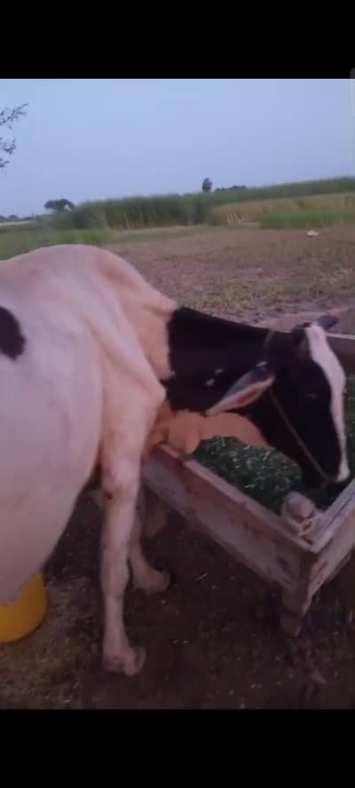 Cow for sale
