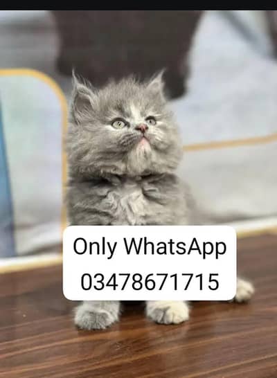 Persian cat 2month vaccinated
