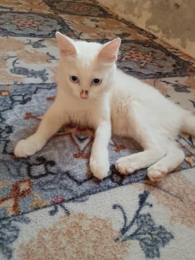 Russian Cate for sale