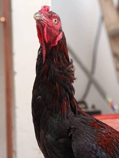 Best breeder pair 1 Aseel murgha 3 Female. .