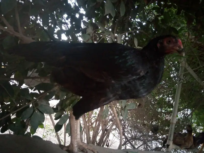 Best breeder pair 1 Aseel murgha 3 Female. . — photo 3
