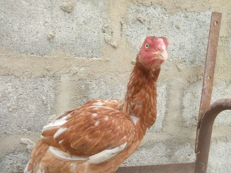Best breeder pair 1 Aseel murgha 3 Female. . — photo 4