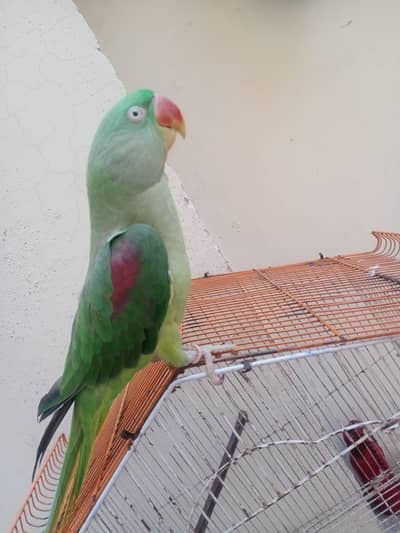 Indian Redneck Raw Parrot