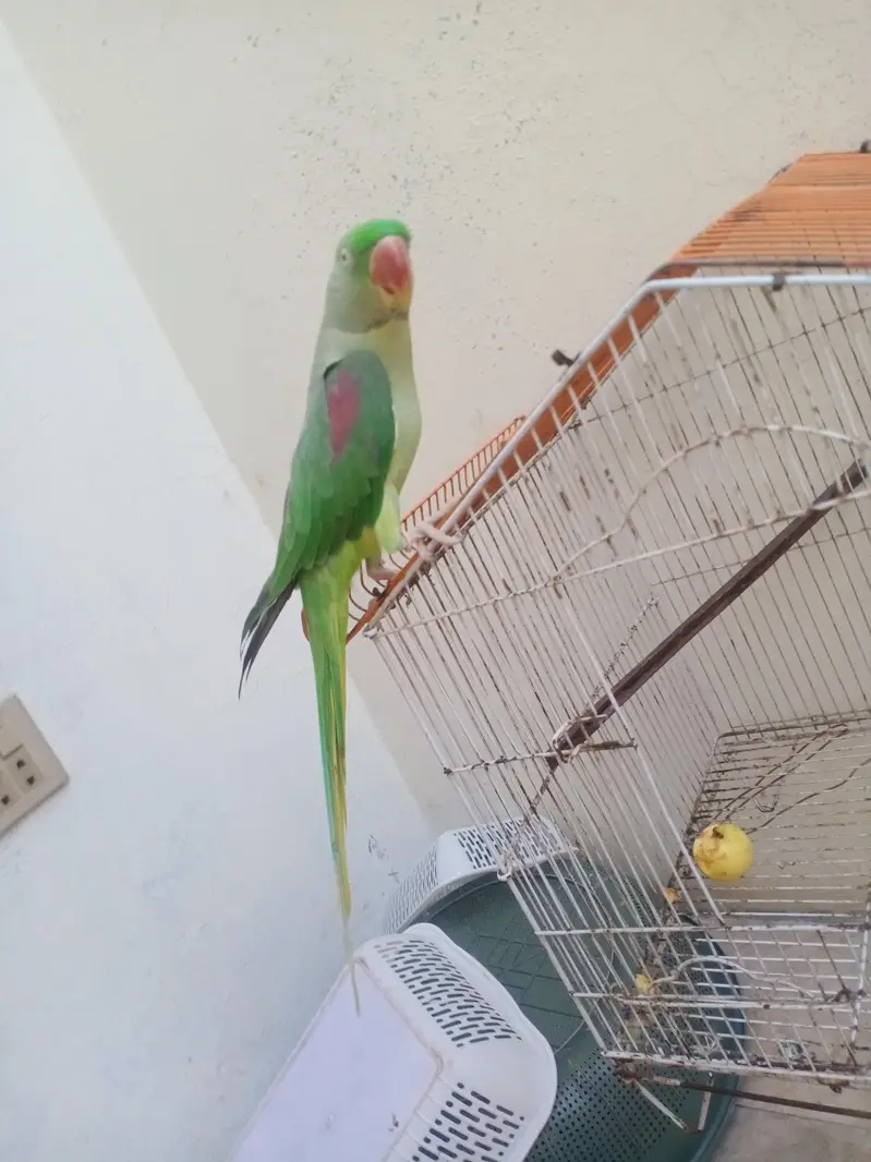Indian Redneck Raw Parrot — photo 2