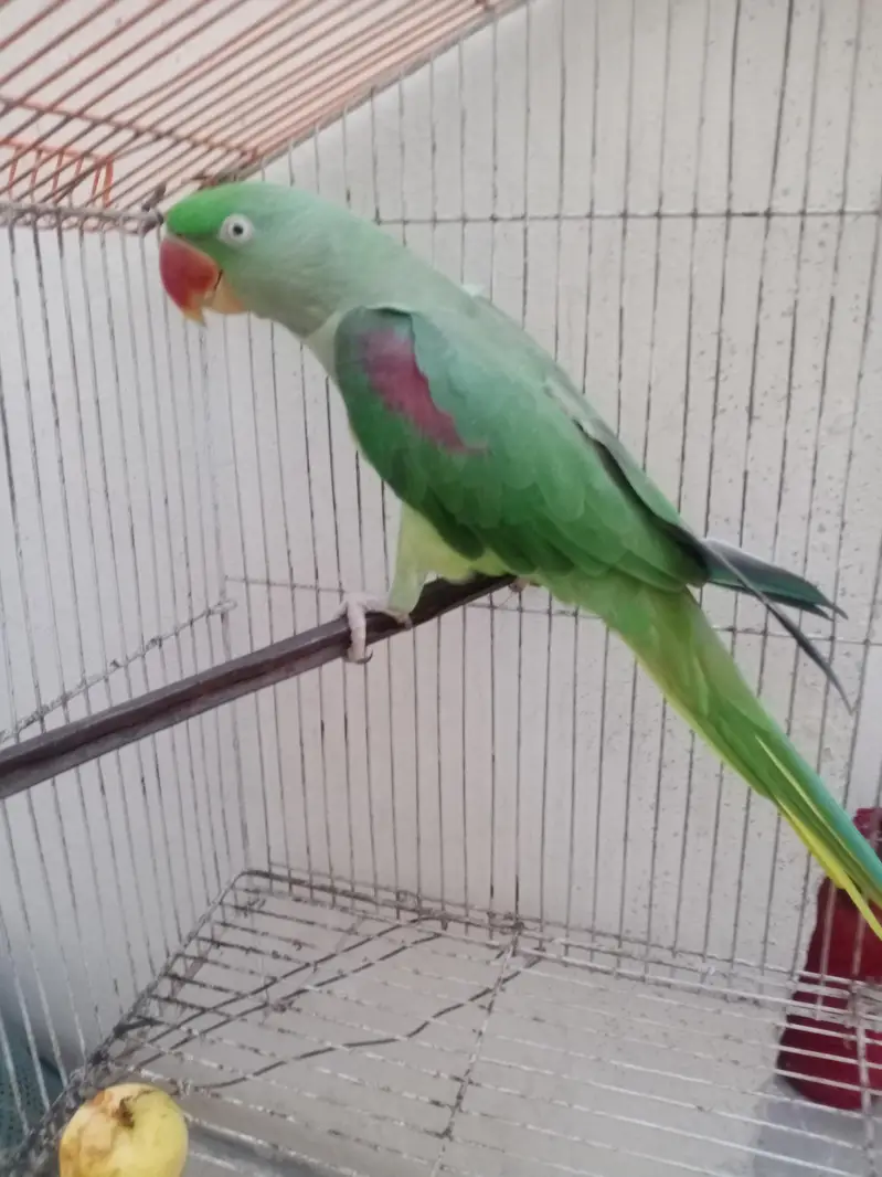 Indian Redneck Raw Parrot — photo 3