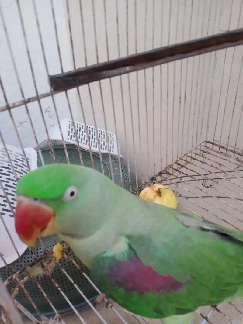 Indian Redneck Raw Parrot — photo 4