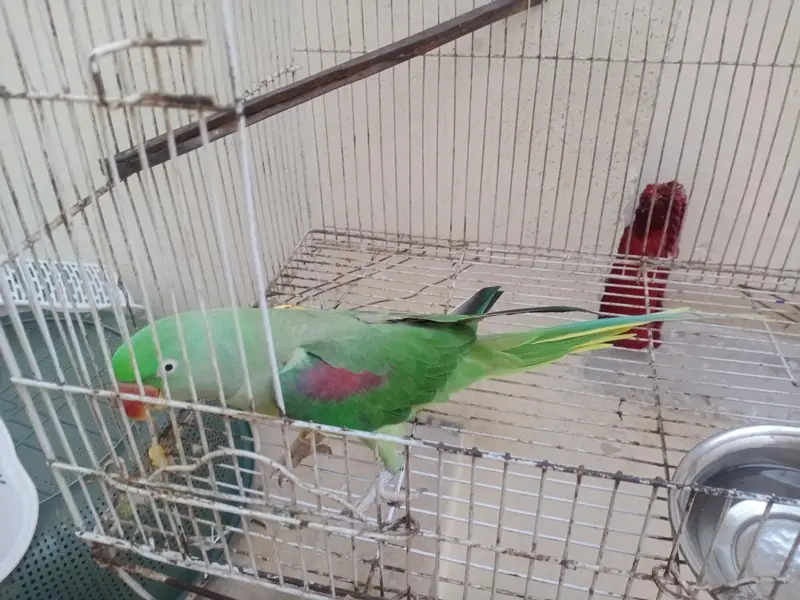 Indian Redneck Raw Parrot — photo 5