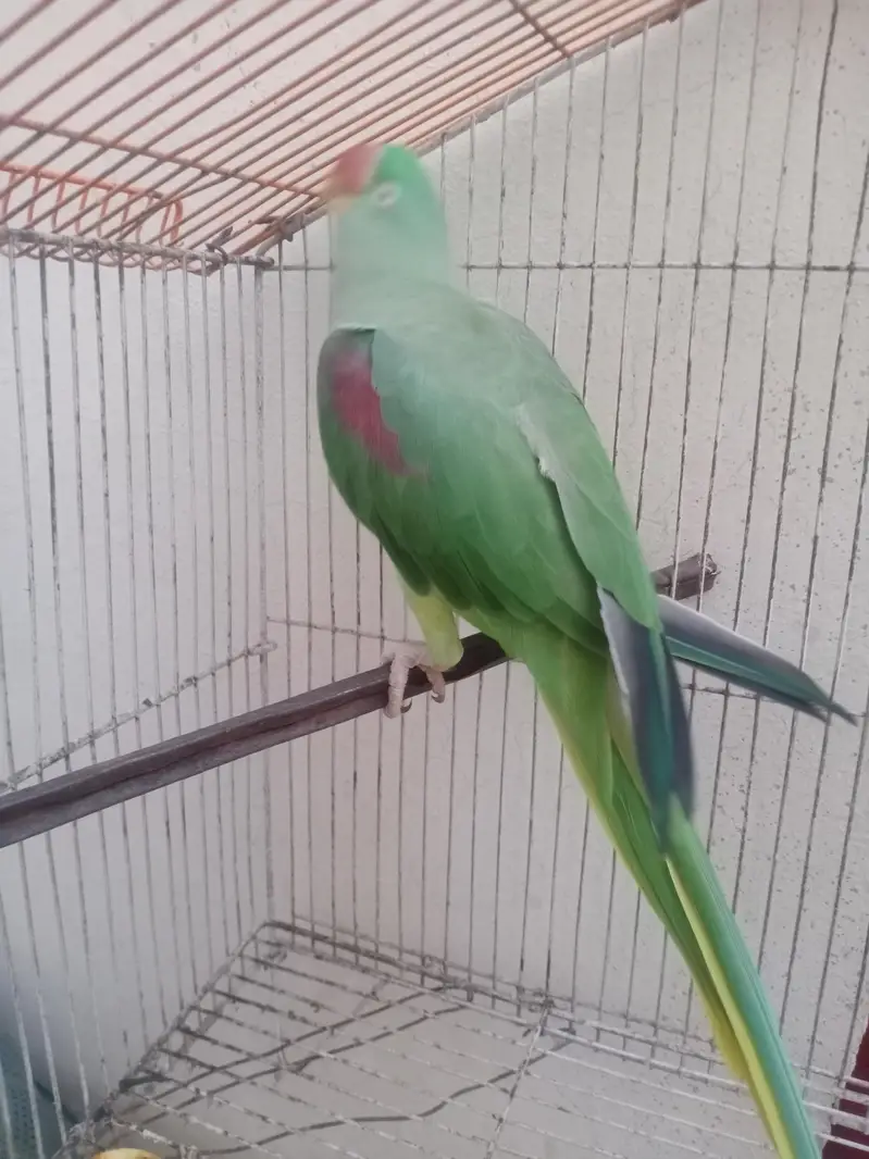 Indian Redneck Raw Parrot — photo 6