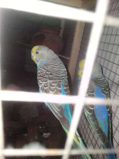 rainbow working pair and violet black wing with red eyes pair