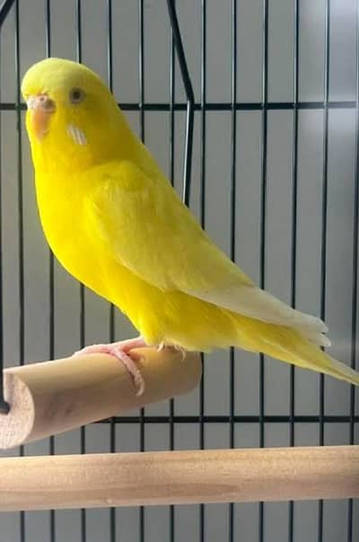 Exhi under size Yellow red eyes  male