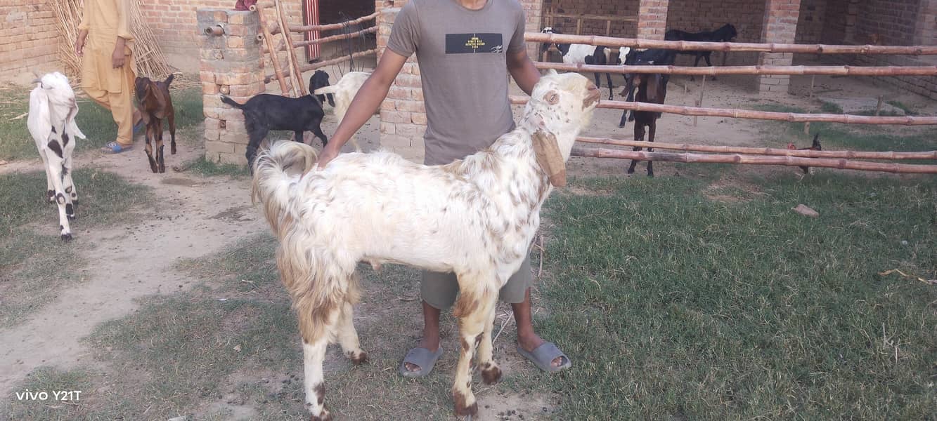 makkhi China Bakra for scale kacha khira 0