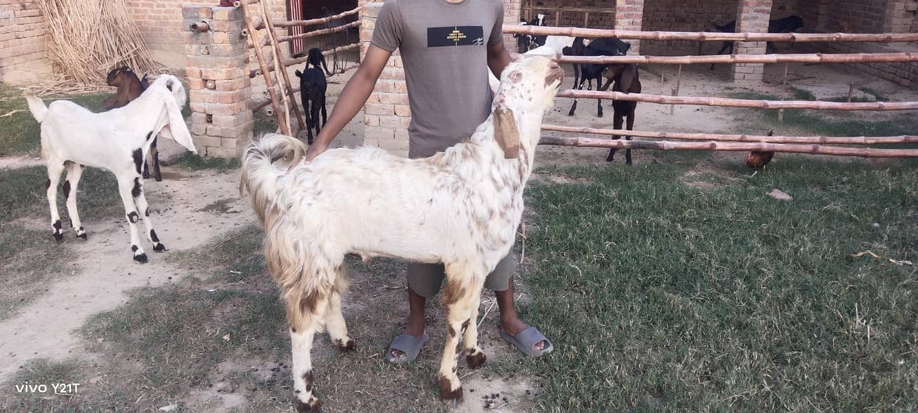 makkhi China Bakra for scale kacha khira 1
