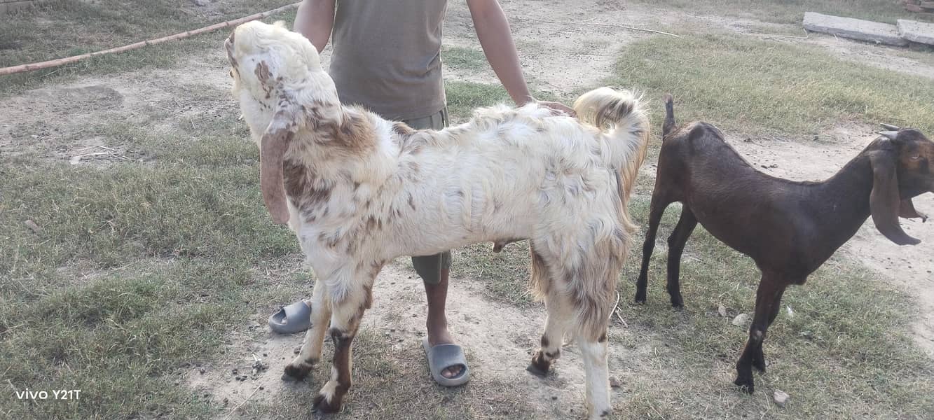 makkhi China Bakra for scale kacha khira 3