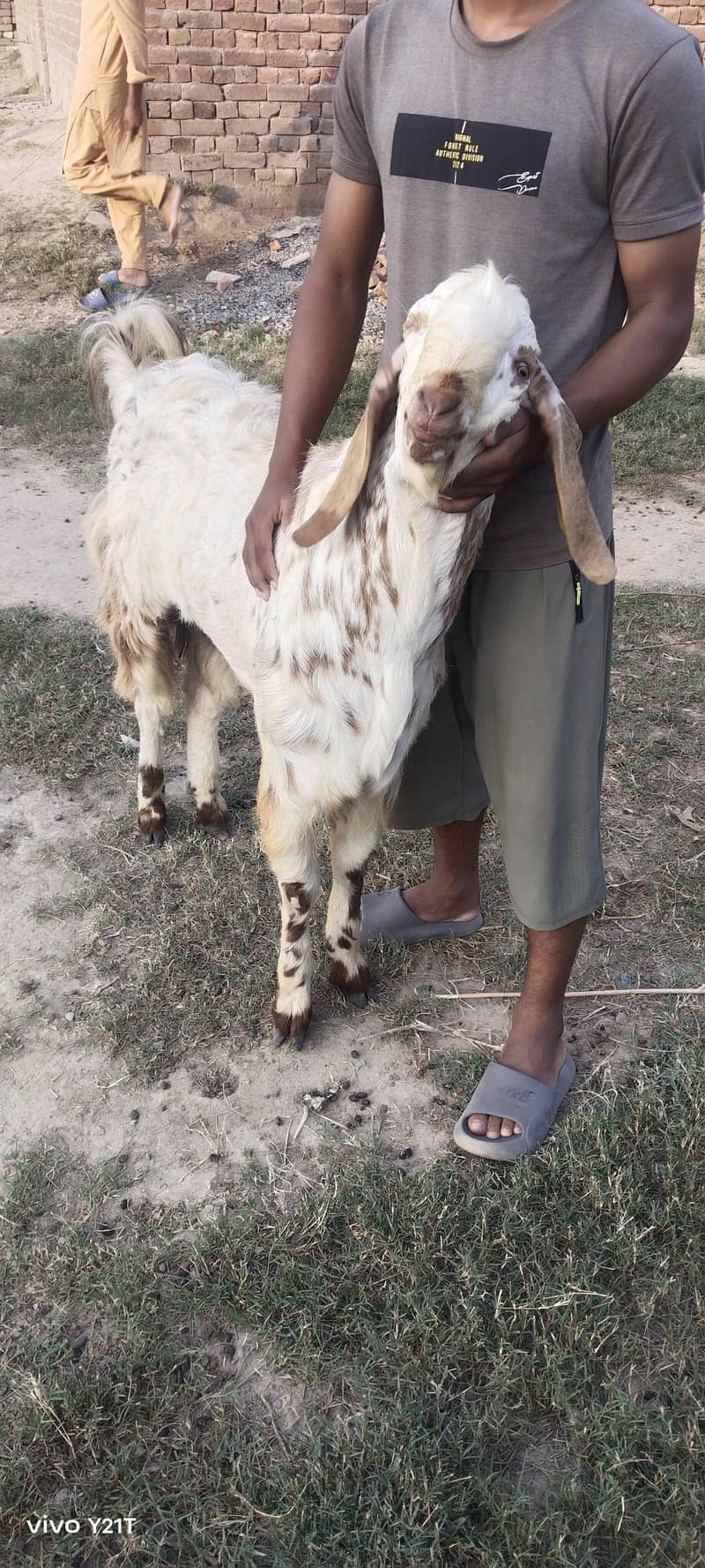 makkhi China Bakra for scale kacha khira 4