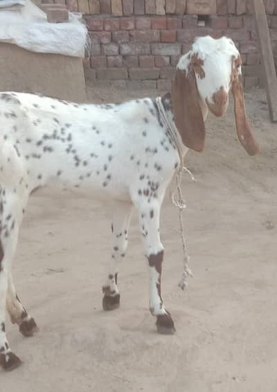 Makhi cheenii path
