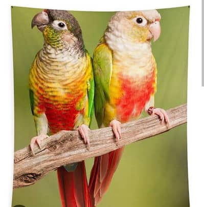 pineapple breder parrots available. 03103494830