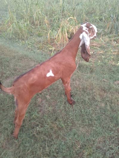 achi nasal ki bakri