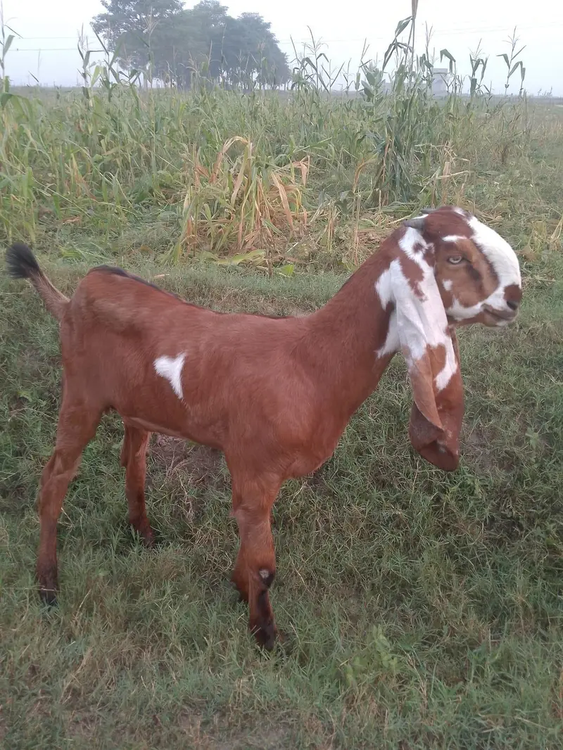achi nasal ki bakri — photo 4