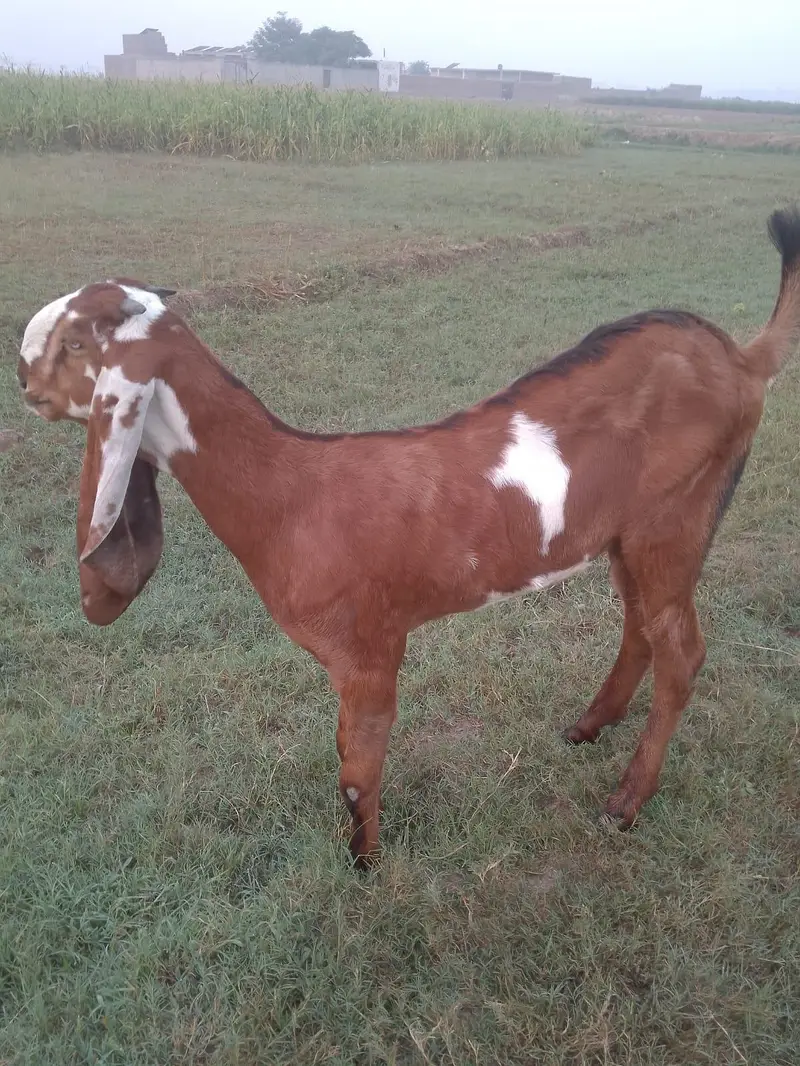 achi nasal ki bakri — photo 5