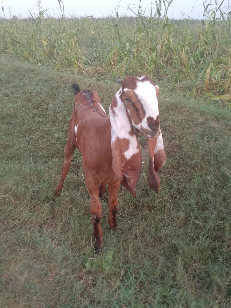 achi nasal ki bakri — photo 6