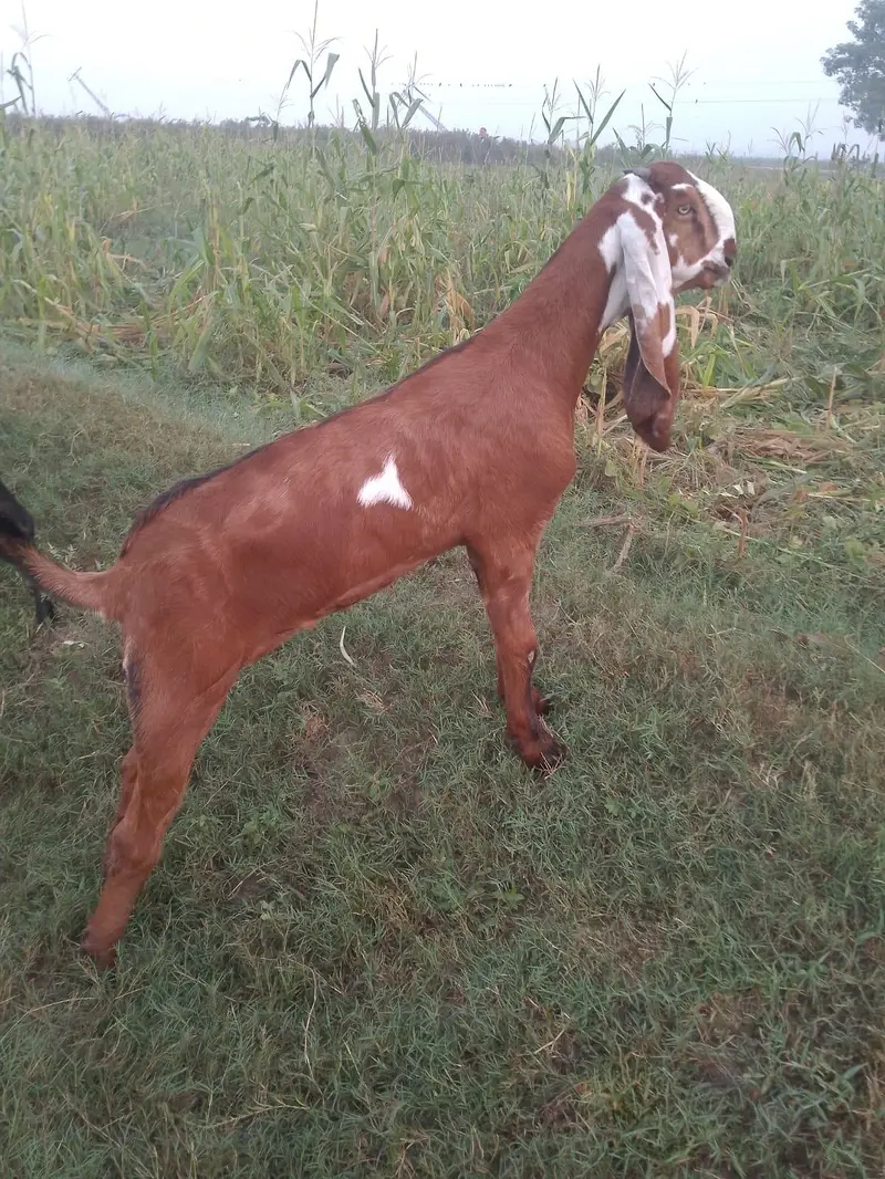 achi nasal ki bakri — photo 7