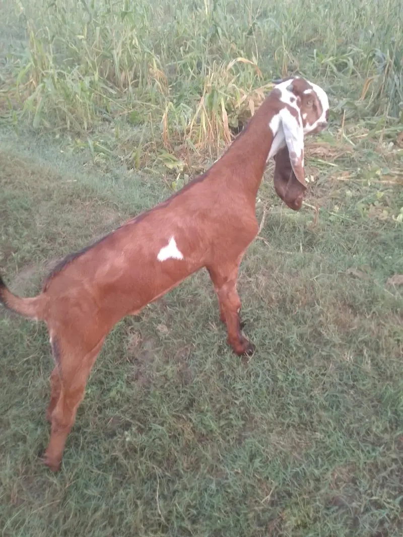 achi nasal ki bakri — photo 9