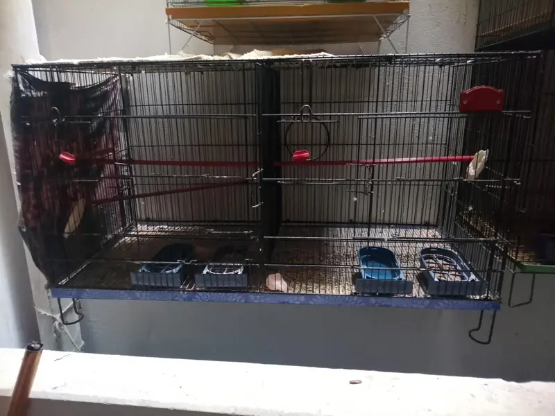 cages for sale and matkii