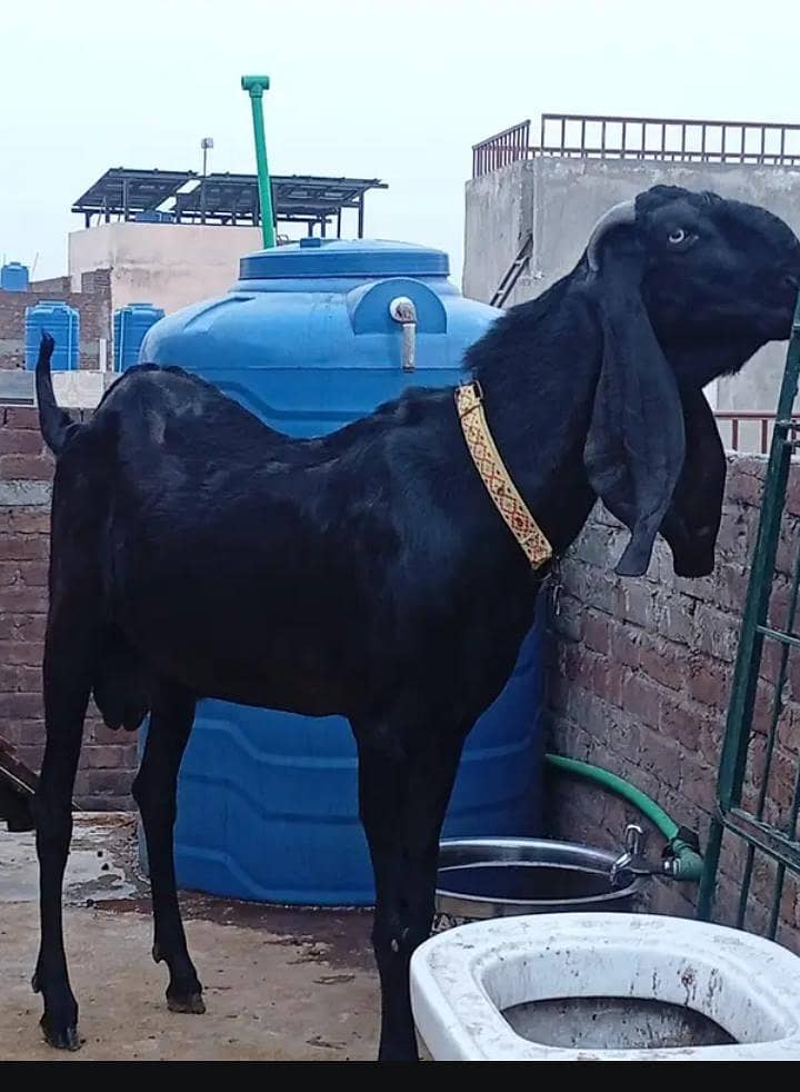 Lassani asseel 0