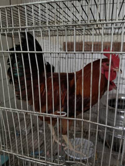 Desi hens for sale