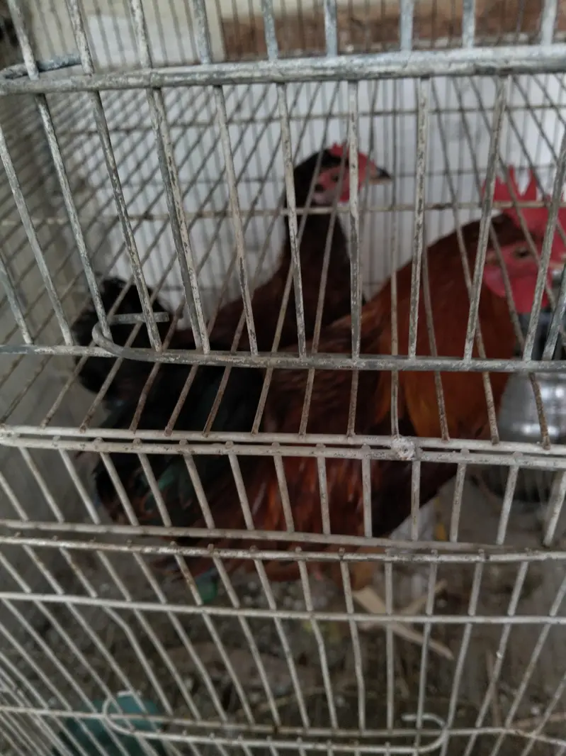 Desi roaster, and hen for sale — photo 2