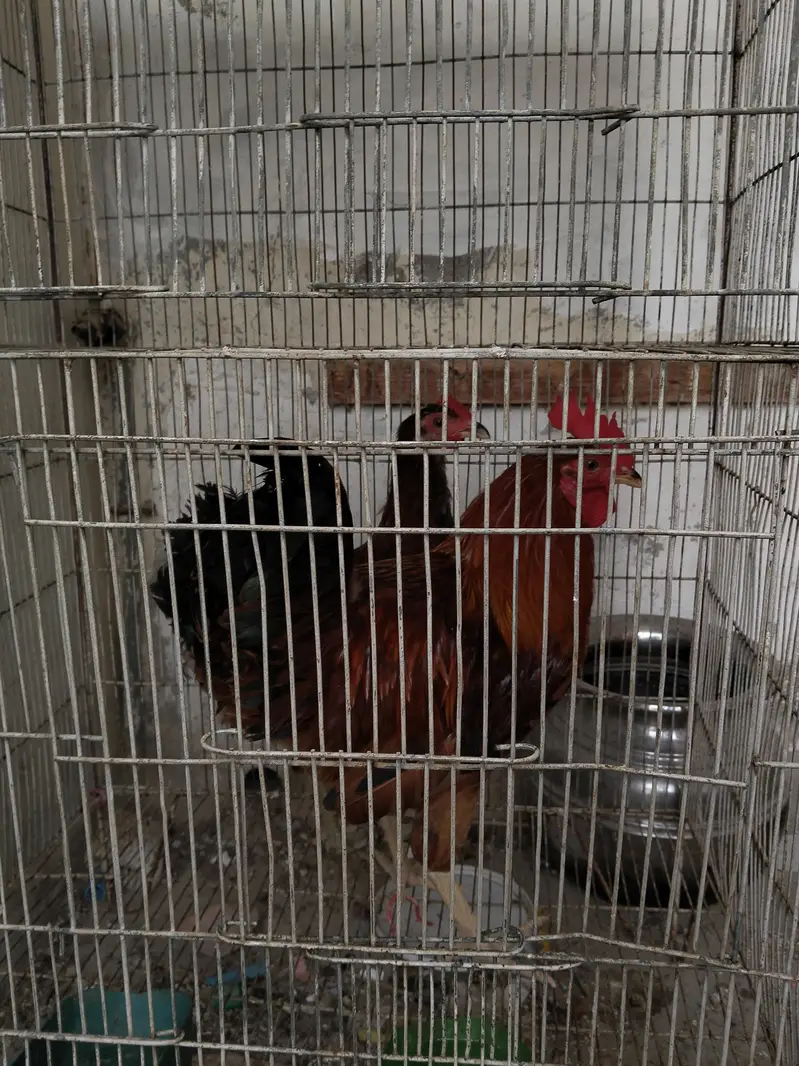 Desi roaster, and hen for sale — photo 3