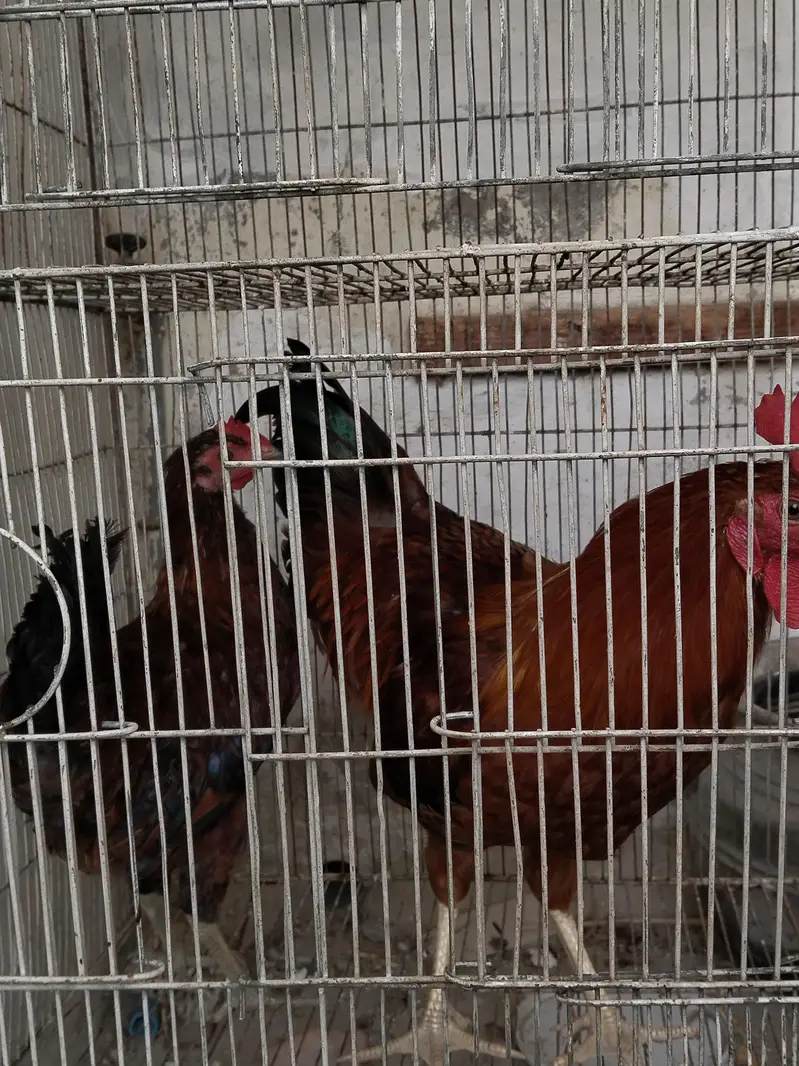Desi roaster, and hen for sale — photo 4