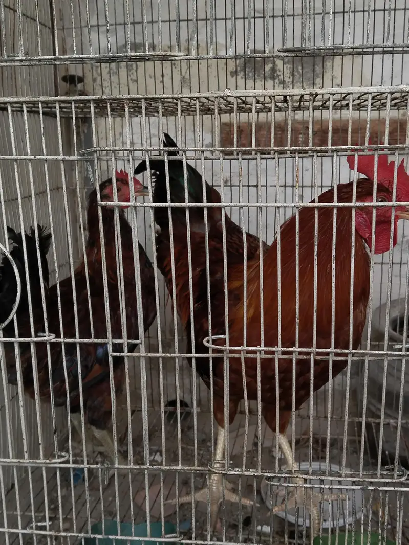 Desi roaster, and hen for sale — photo 5