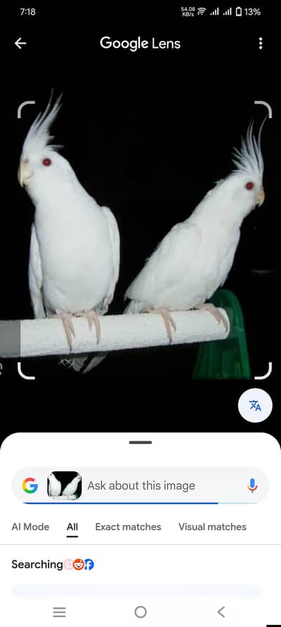 caktal bareedr pair