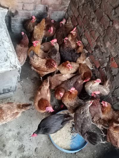 golden misri hen granti egg ling