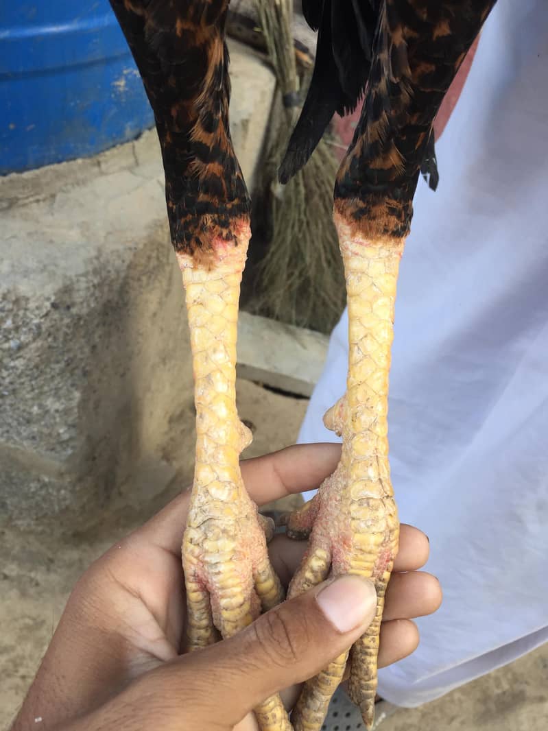 اصیل مرغا لاکھا /جاوا کلر 1