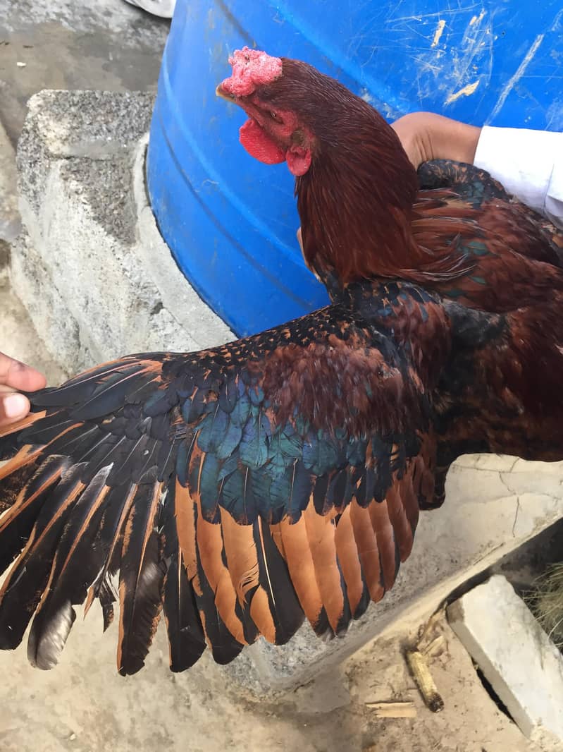 اصیل مرغا لاکھا /جاوا کلر 2