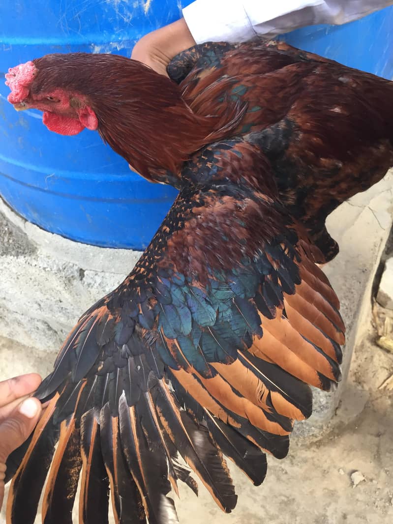 اصیل مرغا لاکھا /جاوا کلر 3